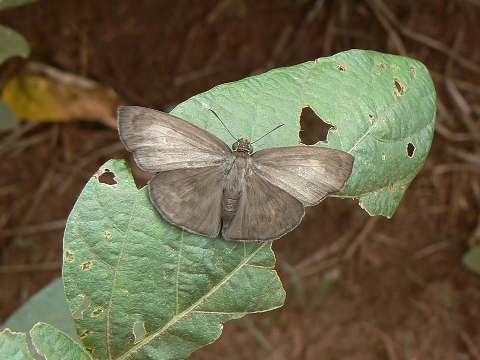 FIGURE 5d FIGURE 5d